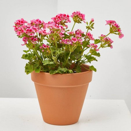 PELARGONIO