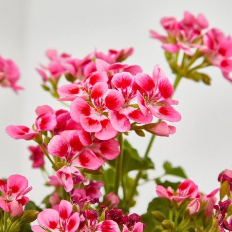 PELARGONIO