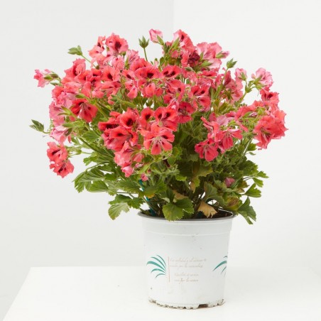 PELARGONIO
