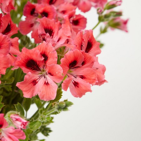 PELARGONIO
