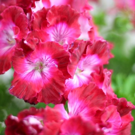PELARGONIO