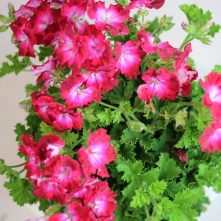 PELARGONIO