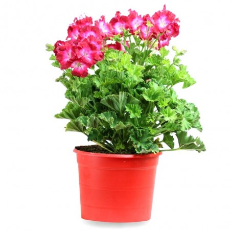 PELARGONIO