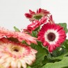 GERBERA EXTERIOR