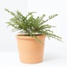 COTONEASTER HORIZONTALIS