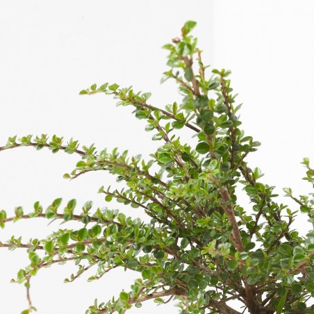 COTONEASTER HORIZONTALIS