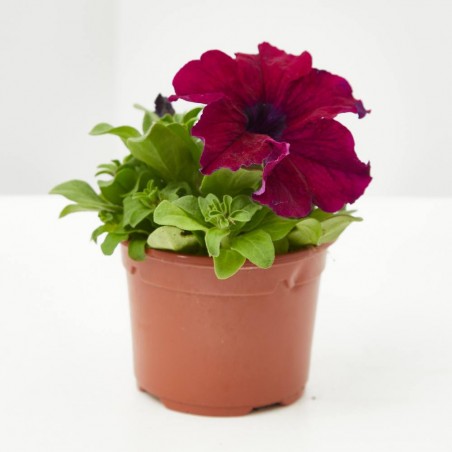 PETUNIA