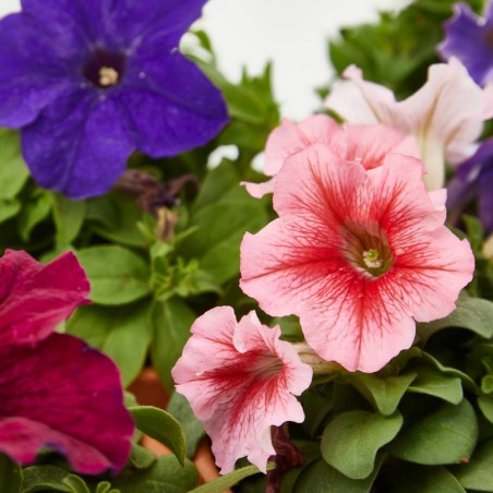 PETUNIA