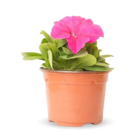 PETUNIA