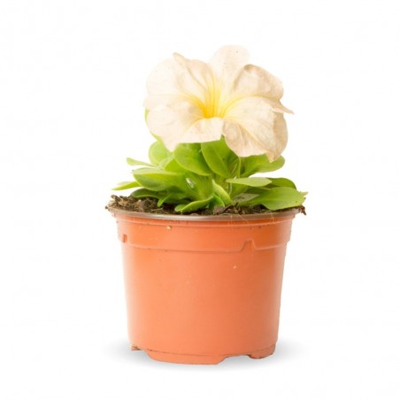 PETUNIA