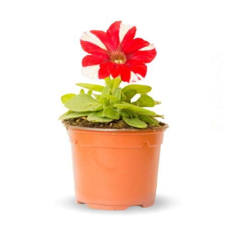 PETUNIA