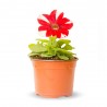 PETUNIA