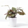 CALATHEA MAKOYANA
