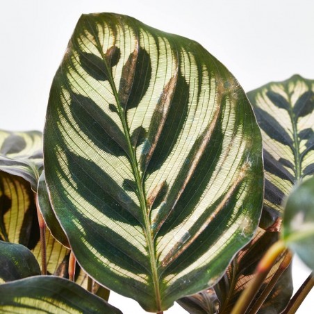 CALATHEA MAKOYANA