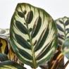 CALATHEA MAKOYANA