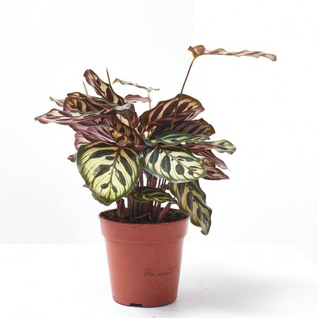 CALATHEA MAKOYANA