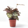 CALATHEA MAKOYANA
