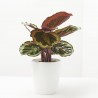 CALATHEA MEDAILLON