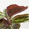 CALATHEA MEDAILLON