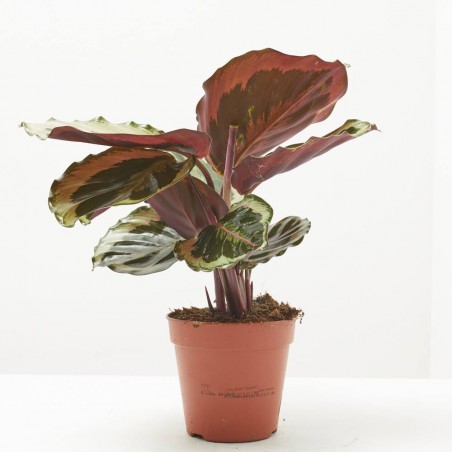 CALATHEA MEDAILLON