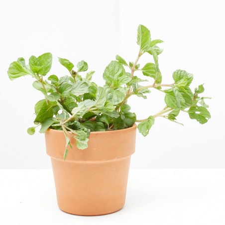 MENTA - SURTIDO VARIADO