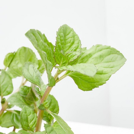 MENTA - SURTIDO VARIADO