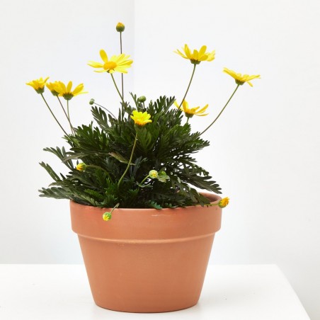 EURYOPS