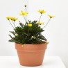 EURYOPS