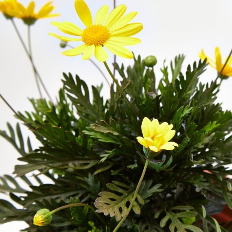 EURYOPS