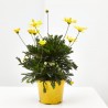 EURYOPS
