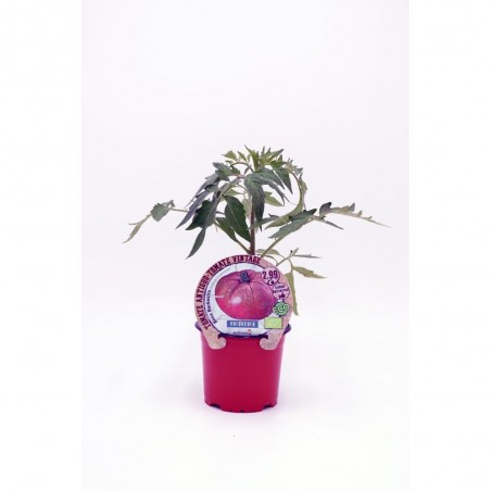 TOMATES COLECCIÓN VARIEDADES ANTIGUAS