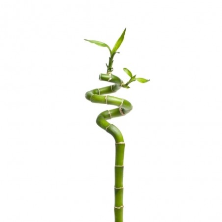 LUCKY BAMBU ESPIRAL