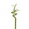 LUCKY BAMBU ESPIRAL