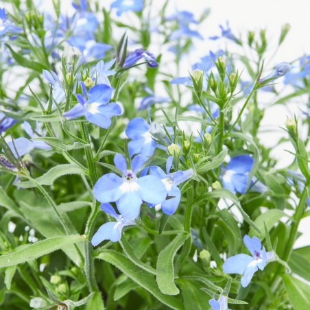 LOBELIA