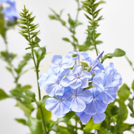 JAZMÍN AZUL