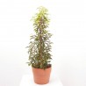 PRUNUS LUSITANICA