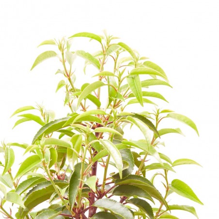 PRUNUS LUSITANICA