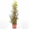 PRUNUS LUSITANICA
