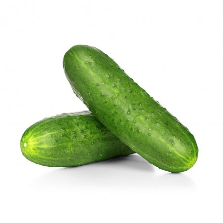 PEPINO EN MACETA