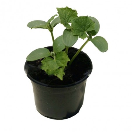 PEPINO EN MACETA