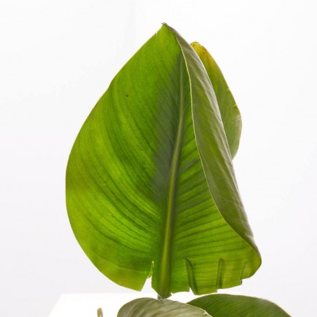 AVE DEL PARAÍSO FLOR BLANCA