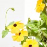THUNBERGIA ALATA MACETA 13CM