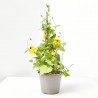 THUNBERGIA ALATA MACETA 13CM