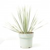 YUCCA ROSTRATA 
