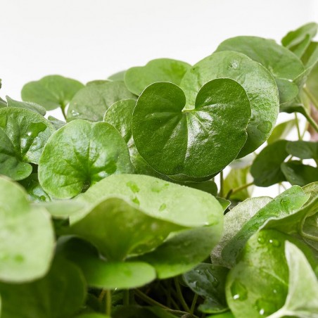 DICHONDRA GREEN