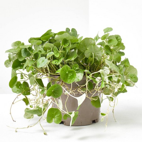 DICHONDRA GREEN