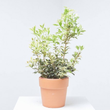 OSMANTHUS