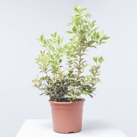 OSMANTHUS