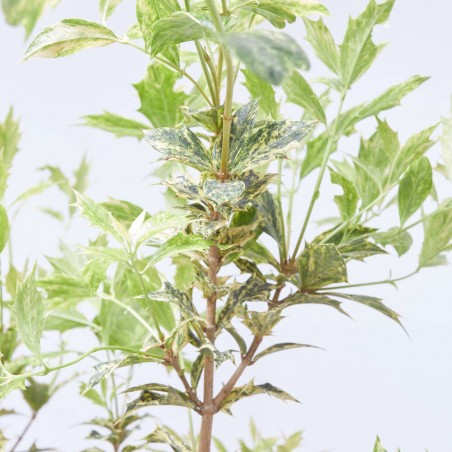 OSMANTHUS