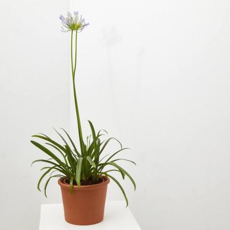 AGAPANTHUS VARIEDADES